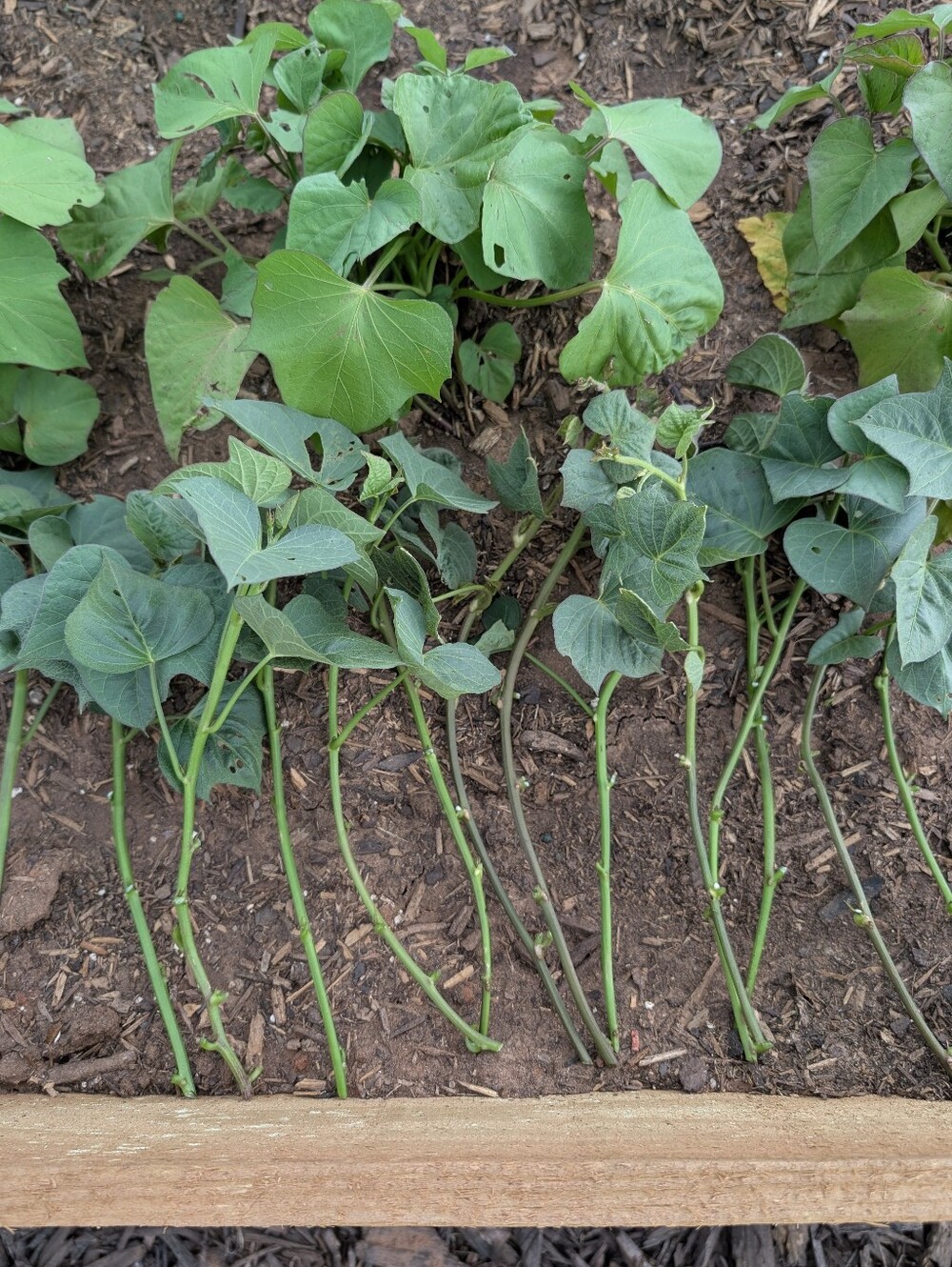 Stokes Purple Sweet Potato Slips Purple Skin Deep Violet Flesh Rooted In Soil